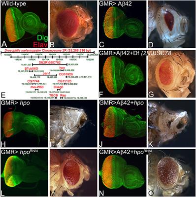 A Positive Feedback Loop of Hippo- and c-Jun-Amino-Terminal Kinase Signaling Pathways Regulates Amyloid-Beta-Mediated Neurodegeneration